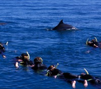 Snorkeling with Dolphins